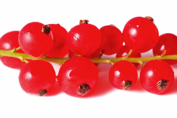 熟红醋栗串图片下载