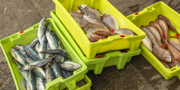 Freshly Caught Fish at Fishing Port, Malpica de Bergantiños, Spain图片下载