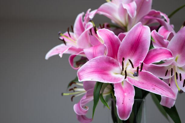 一束盛开的粉色东方百合插在花瓶里。近距离拍摄，没有人图片下载
