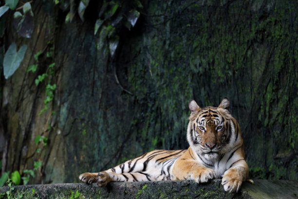 印度支那虎是一种美丽的动物，也是森林中的危险动物图片下载
