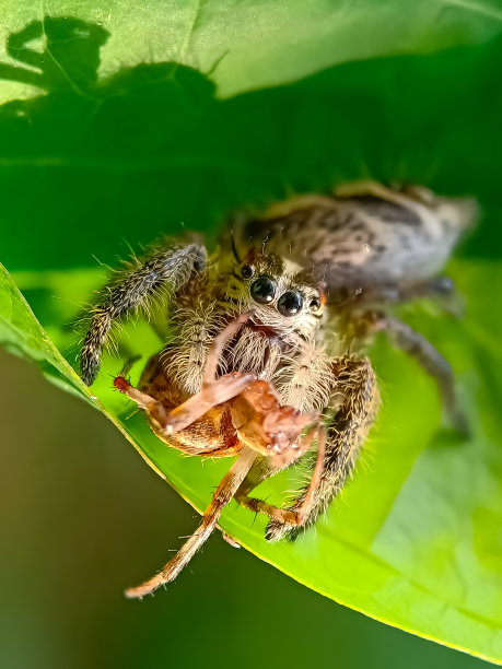 跳蜘蛛与祈祷图片下载