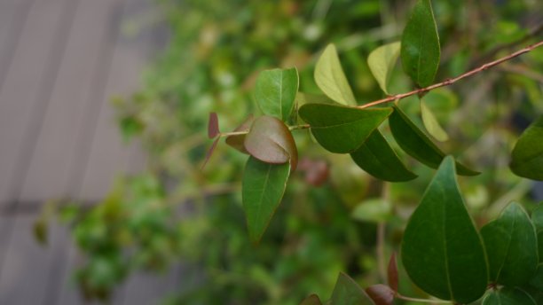 封闭在石墙中的紫色和绿色花卉植物，用于家居装饰或设计室内。它可以用于模板背景图片下载
