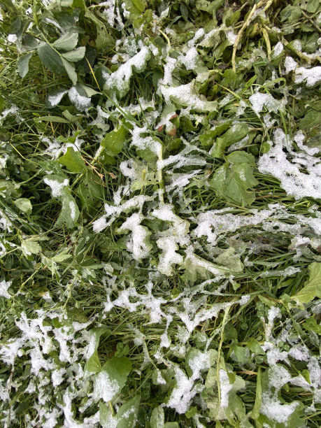 雪融化在草地和野菜上图片下载