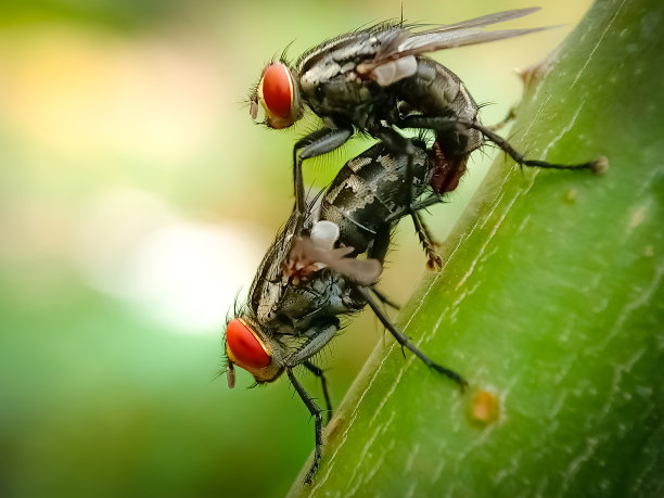 石蝇(家蝇)图片下载