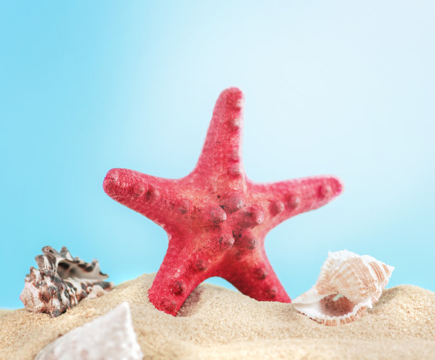 红色的海星图片下载