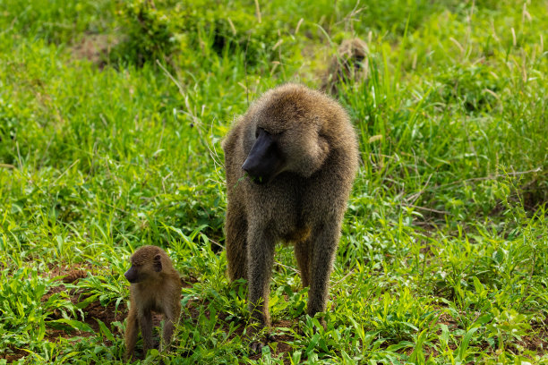 非洲野生动物，动物和鸟类图片下载
