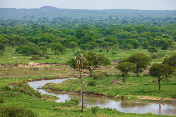 非洲野生动物，动物和鸟类图片下载