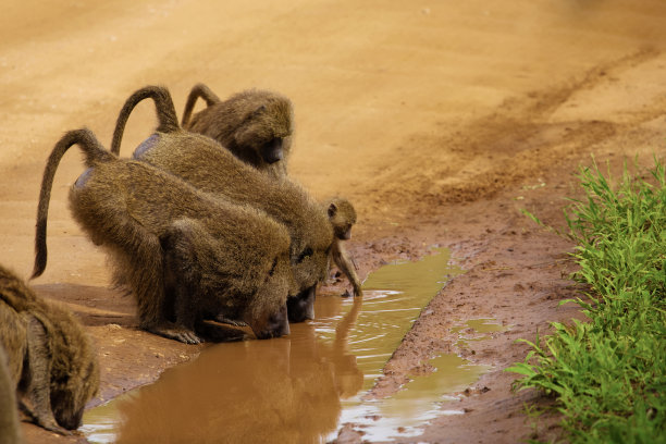 非洲野生动物，动物和鸟类图片下载