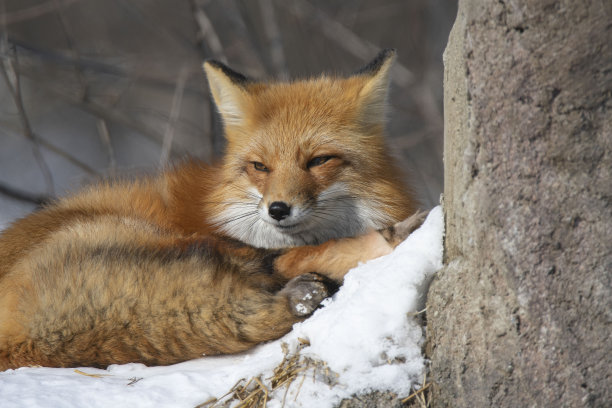 可爱的狐狸图片下载