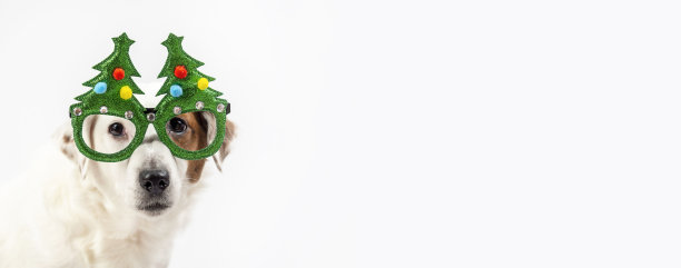 白色的狗在滑稽的眼镜在圣诞树的形式。图片下载