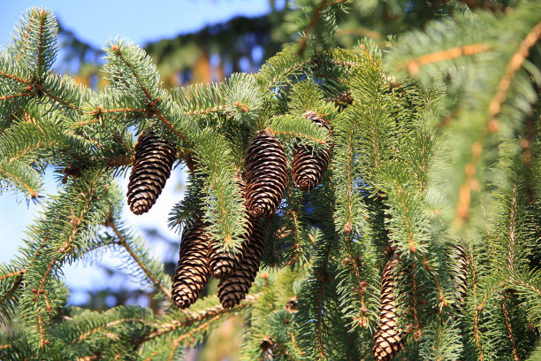 松果图片下载