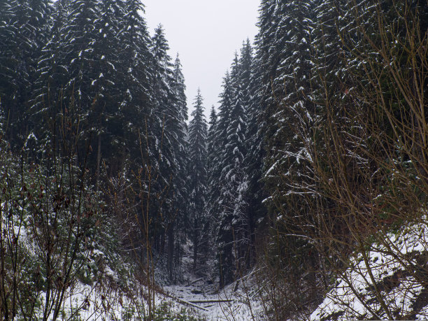喀尔巴阡山脉的冬季森林图片下载