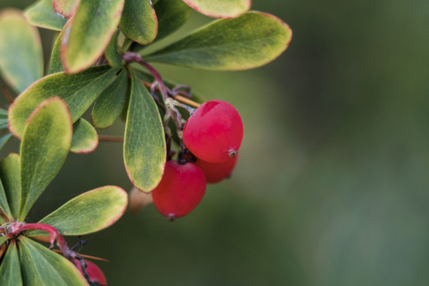 具有红色果实的冬季植物。图片下载