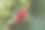 具有红色果实的冬季植物。图片下载