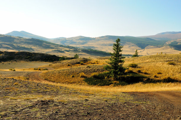 在一个温暖的秋天傍晚，山坡上一棵孤独的高大松树俯瞰着美丽的山谷。图片下载