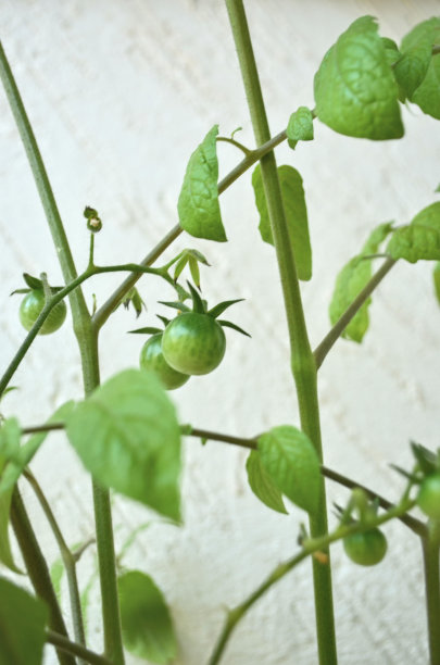 在厨房花园里的一株植物上，绿色的小未成熟的西红柿。食物可食浆果茄属。年轻。图片下载