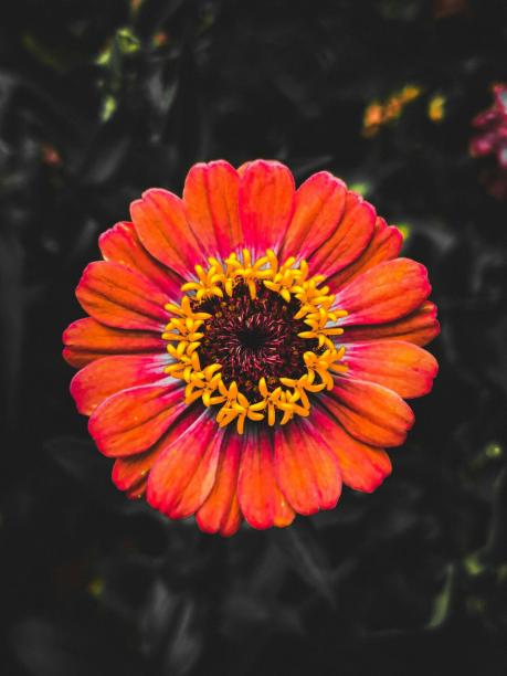 预展花图片下载