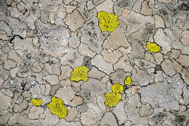 灰色花岗岩石，带黄色地衣。抽象的岩石背景或壁纸。石头的纹理。天然灰色岩石石材纹理与黄色地衣图片下载