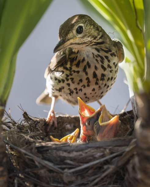 宋画眉(Turdus philomelos)正在巢中喂她饥饿的雏鸟。垂直格式。图片下载