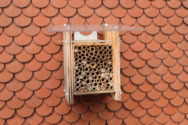 小昆虫旅馆图片下载