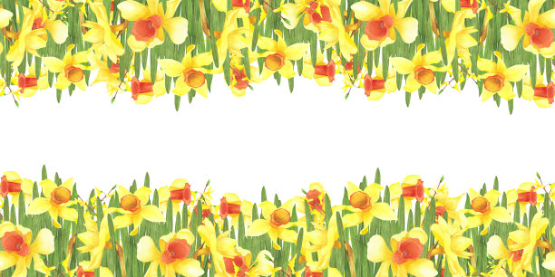 无缝框架的春天花水仙，连翘孤立上白色。水彩插图模板，海报图片下载