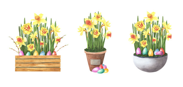 复活节集春花水仙花于盆中，用彩色蛋孤立于白色上。水彩手绘插图图片下载