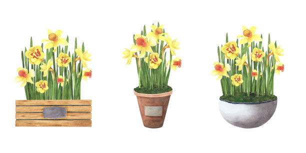 集春花水仙花束于木上，陶瓷壶孤立于白上。水彩手绘插图图片下载