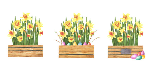 复活节集水仙花花束在木壶与彩色鸡蛋孤立在白色。水彩手绘插图图片下载