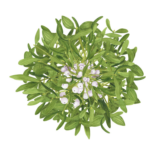 圣诞槲寄生吻球孤立在白色上。水彩手绘圣诞插画。贺卡艺术图片下载
