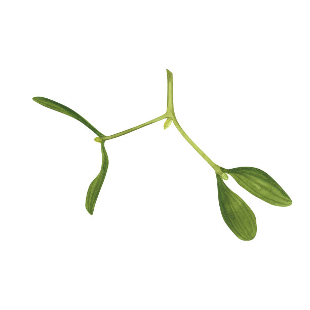 圣诞槲寄生枝孤立在白色背景。水彩手绘圣诞插画。设计艺术图片下载