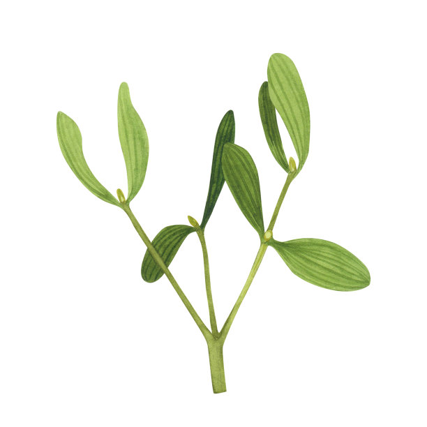 槲寄生枝孤立在白色背景上。水彩手绘圣诞插画。设计艺术图片下载