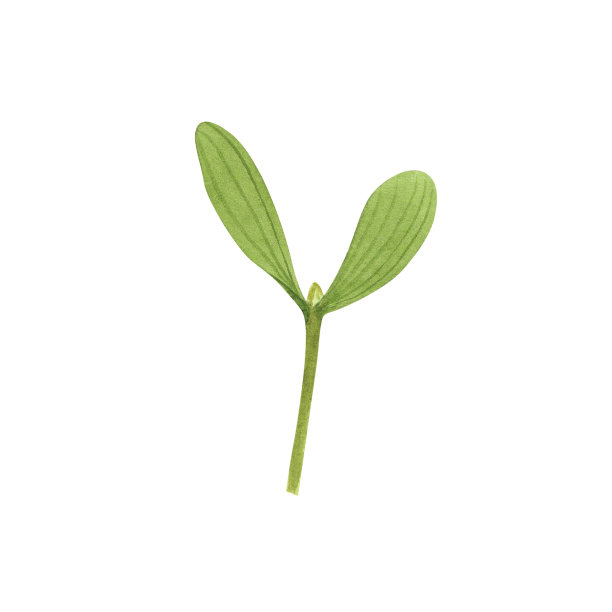 圣诞槲寄生枝孤立在白色背景。水彩手绘圣诞插画。装饰艺术图片下载