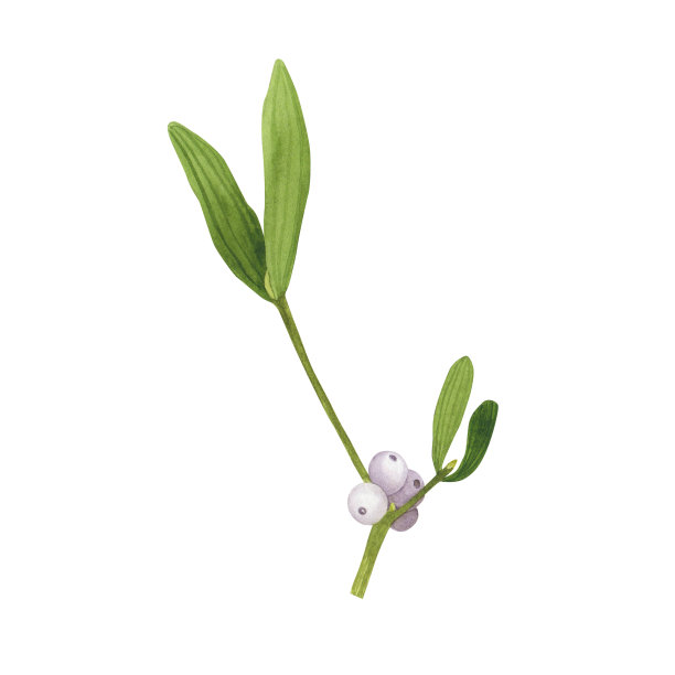圣诞槲寄生枝和浆果孤立在白色上。水彩手绘圣诞插画。贺卡艺术图片下载