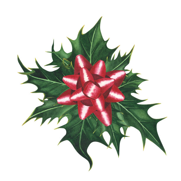 圣诞植物冬青与红纸带蝴蝶结孤立在白色上。水彩手绘圣诞插画。艺术设计图片下载
