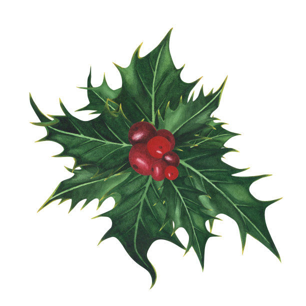 圣诞节种植冬青叶和浆果孤立在白色。水彩手绘圣诞插画。装饰艺术图片下载