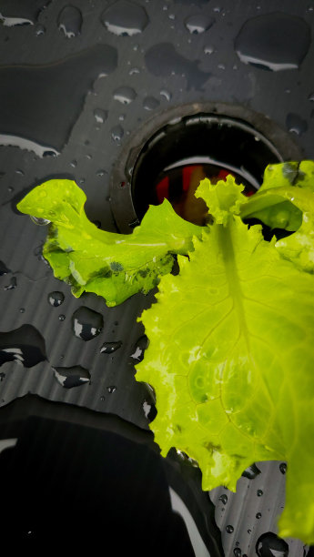 种植水培生菜图片下载