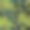 树枝核桃树，果实成熟。深色背景图片。可食用的园林植物。无缝图案组成。树枝上有叶子和叶子。向量图片下载