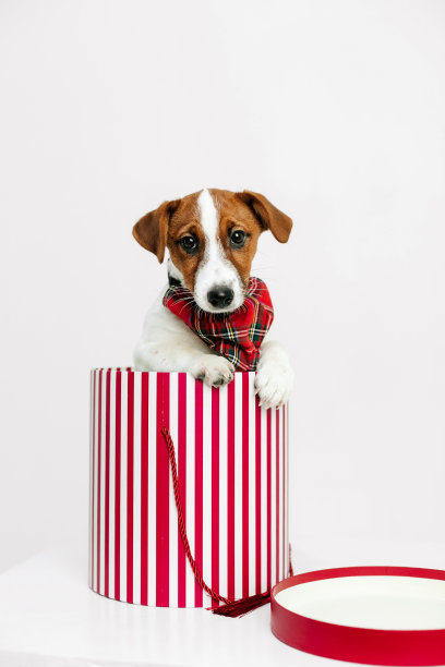 宠物狗杰克罗素圣诞礼盒图片下载