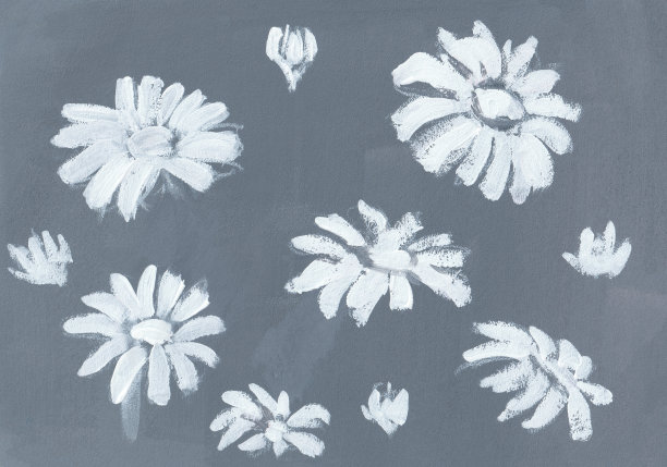 黑白雏菊画。图片下载