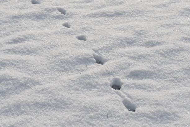 新雪上的脚印(动物足迹)图片下载