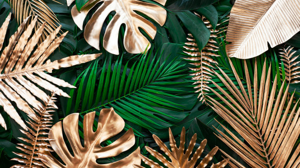 金色和绿色的热带怪物和棕榈叶的特写自然视图。图片下载