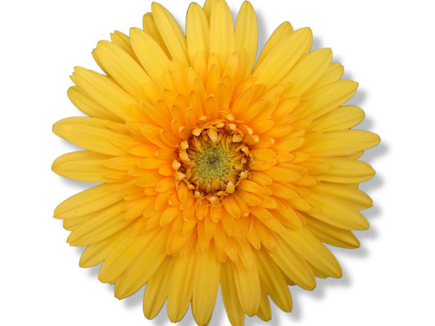 黄色非洲菊花。白色背景。隔离。图片下载