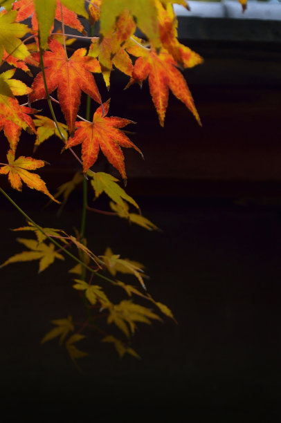 秋季彩色枫叶特写图片下载