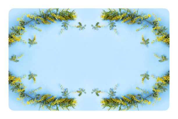 含羞草框架图片下载