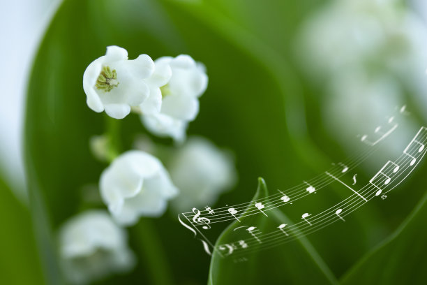 可爱的铃兰图片下载