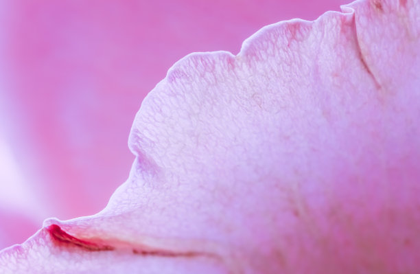 抽象的花卉背景，粉红色玫瑰花瓣，柔和的焦点。大型花卉背景图片下载