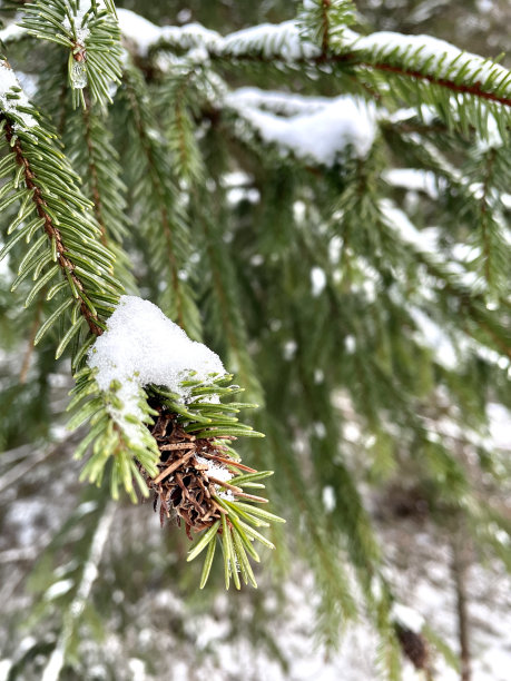 冷杉树枝下有一个圆锥形的雪，照片特写图片下载