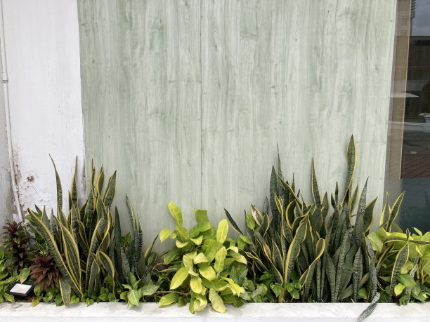 绿色植物图片下载