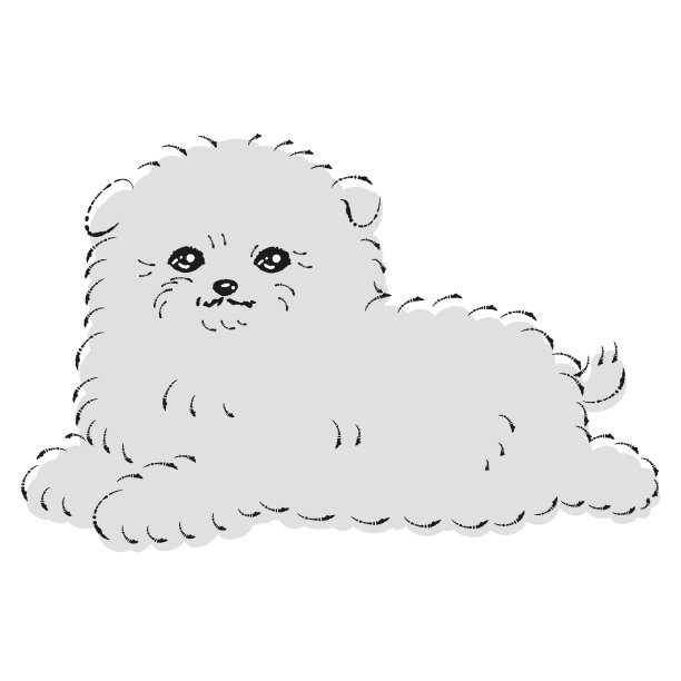 柚子的插图(博美犬和玩具贵宾混合狗)黑色和白色图片下载