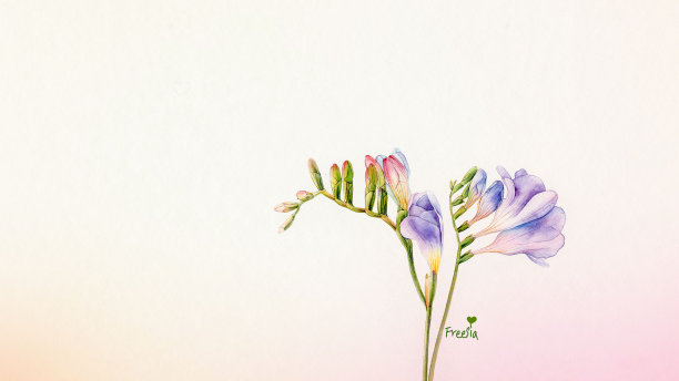 水彩小苍兰花图片下载